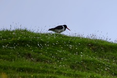 Strandskade