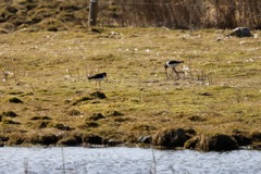 Strandskader