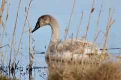 Svane