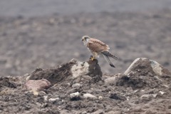 Tårnfalk