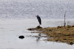 Fiskehejre