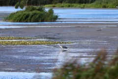 Fiskehejre