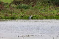 Fiskehejre