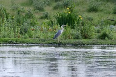Fiskehejre
