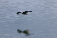 Fiskehejre
