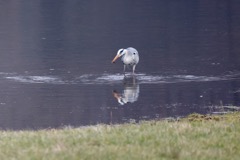 Fiskehejre
