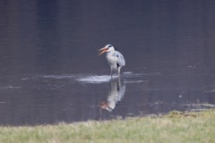 Fiskehejre