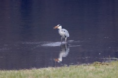 Fiskehejre