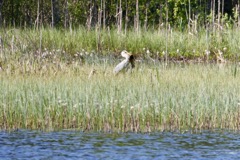 Fiskehejre