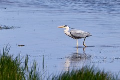 Fiskehejre