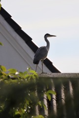 Fiskehejre på Knuds tag