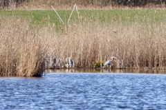 Fiskehejrer