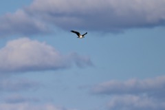 Fiskeørn