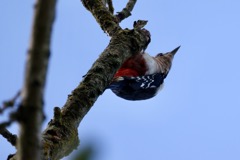 Flagspætte