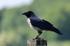 Gråkrage