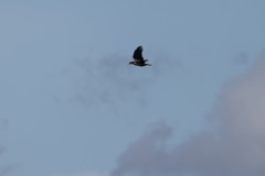 Gråkrage