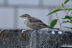 Gråspurv