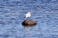 Hættemåge