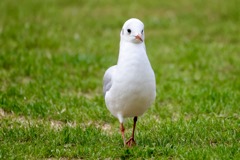 Hættemåge
