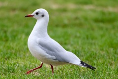 Hættemåge