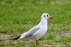 Hættemåge
