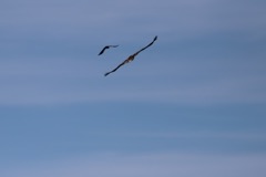 Havørn