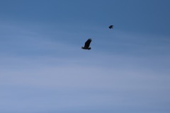 Havørn