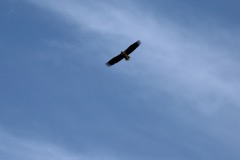 Havørn
