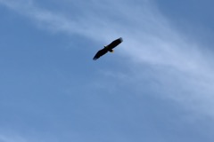 Havørn