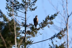 Havørn