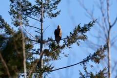 Havørn