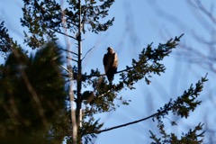 Havørn