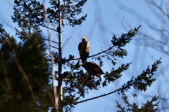 Havørn