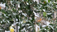 American Robin