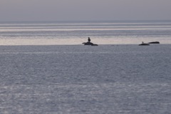 Havørn