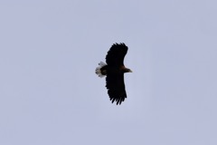 Havørn