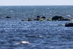 Havørn