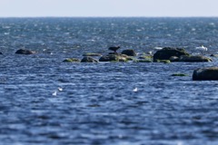 Havørn