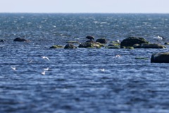 Havørn