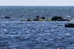 Havørn