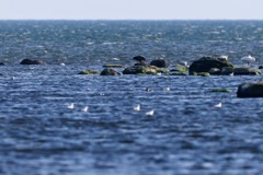 Havørn