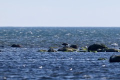 Havørn