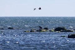 Havørn