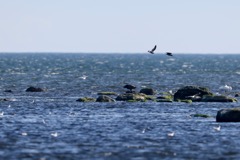 Havørn
