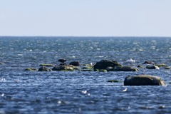 Havørn