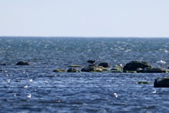 Havørn
