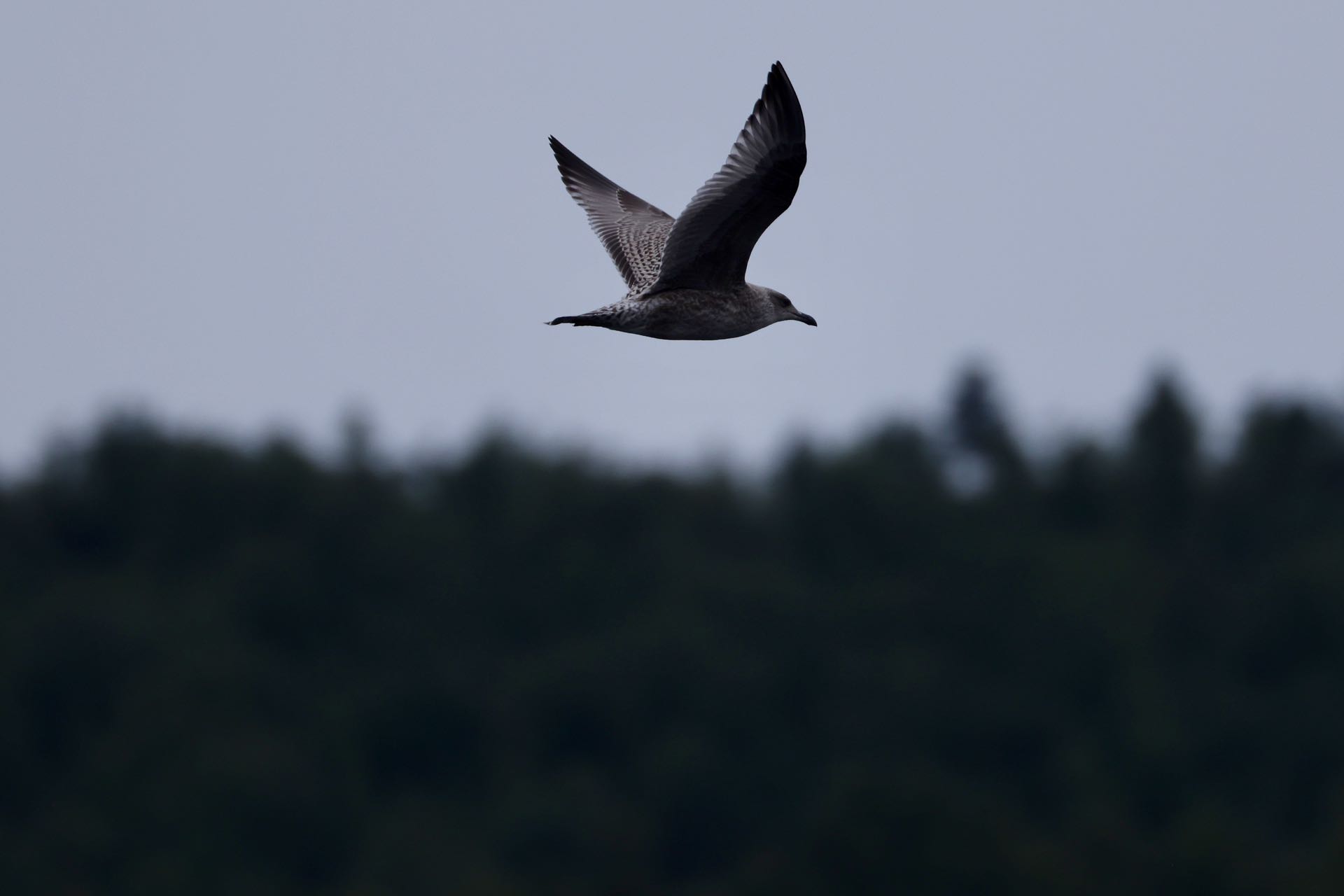 Sildemåge